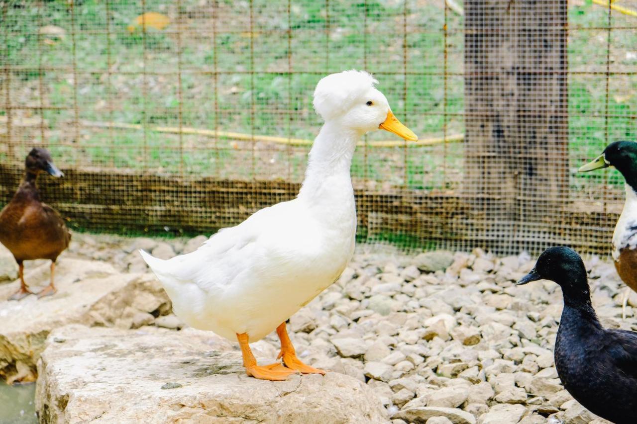 Agriturismo Ca' Fenile Alzano Lombardo Ngoại thất bức ảnh